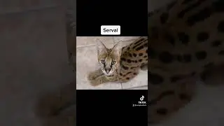 Unusual pets that are legal to own😵 