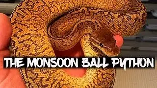 The amazing 'Monsoon' ball python!