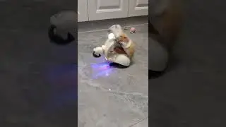 Cute Funny Hamster stunt #shorts #youtubeshorts #ytshorts #viralshorts #trendingshorts