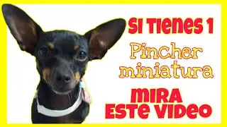 Enfermedades de los pincher y sus cuidados🐾