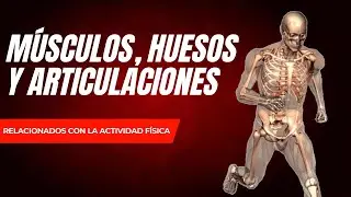 💪🦴ZONAS ÓSEAS Y MUSCULARES más implicadas en ACTIVIDAD FÍSICA 🏃🤸‍♀️ [OPTIFUTURA]