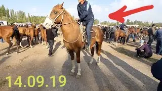 🐎ЧЕКИР АТ 👍 КУРШАБ  АРЗАНЧЫЛЫКБЫ  14.09.19 /