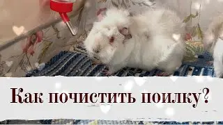 КАК чистить поилку для грызунов? САМЫЙ эффективный способ
