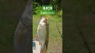 Плотва на ложку Kaida NeoXoen