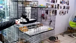 Приют для бездомных кошек и собак 