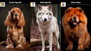 Top 10 Meanest Dogs
