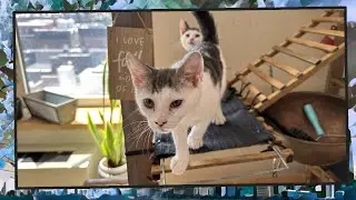 Foster Kitten Livestream (S11, E33) - Sep 5, 2024