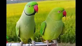 Beautiful Talking Mithu #parrots #birds
