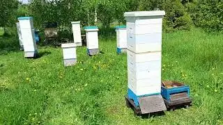 Пасека в июне начало
