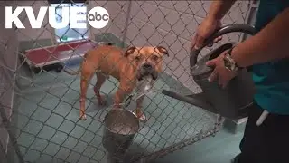 San Marcos animal shelter splitting from Hays County