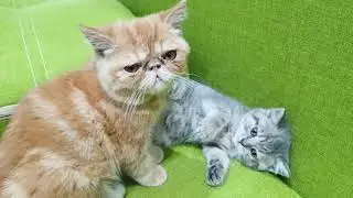 Котенок против собаки. Что-то пошло не так.