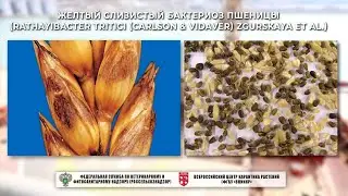 Желтый слизистый бактериоз пшеницы (Rathayibacter tritici (Carlson & Vidaver) Zgurskaya et al.)