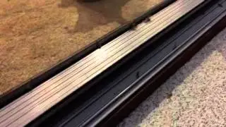 Termite colonising flights on Gold Coast Queensland
