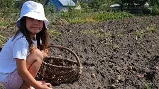 Збираю картоплю у бабусі собі на зиму🤗