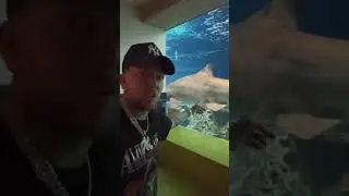 Come with us to the largest aquarium in the US! 🐠 