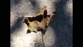 Yazın Bitmesini İstemeyen Adam