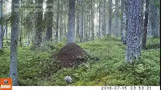 ID4336/Пинежский заповедник/А я полевку поймала