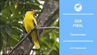 Vogelstimmen: Der Pirol - Oriole - Oriolus oriolus (4k)