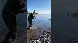 Огромная Щука сама заходит в подсак