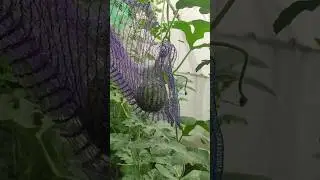Моя теплица с арбузами и огурцами 