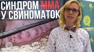 Синдром ММА у свиноматок
