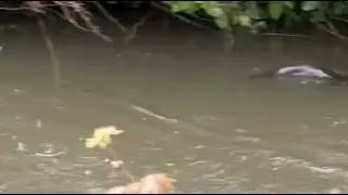 River Otters are Spotted in the Jones Falls