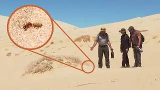 These dunes are HUGE and the Lava Tubes are 🤩 | Kelso Dunes & Mojave Desert Lava Tube | Wild Nevada