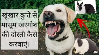#rabbit How to introduce a #Bunny to a Pet #Dog/ How to introduce a rabbit to a dog/