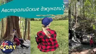 Австралийский лес, джунгли. Встретила ядовитую змею!