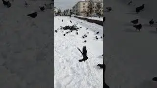 Городская центральная площадь города Советская гавань,голуби на площади 🕊️🕊️🕊️мира,и добра #голуби