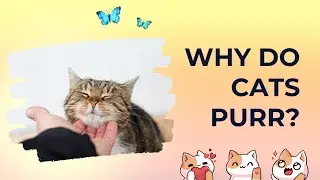 Why do Cats purr?