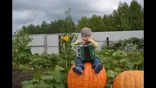 Осенние дачно-огородные приколы.  98