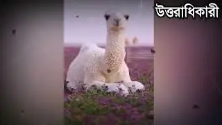 দেখুন আল্লাহর কুদরতের বিস্ময়কর অলৌকিক সৃষ্টি ! অবাক হবেন দেখলে ! miracle of allah 2021