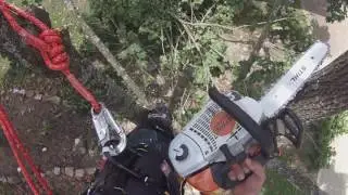 My First Tree Spiking and Removal