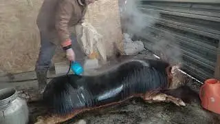 Прощай  свиноматка Хаврюша