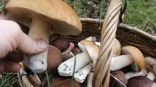 Аномальный сезон