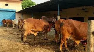 Sahiwal, Haryana, Hf, Rathi, cow suppliers in karnal. 1 Load to Andhra pradesh. Rulhan Dairy farm.