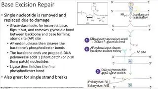 Genetics 101: Mutation Repair