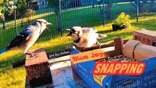 Beware: Blue Jay Bird's unique behavior