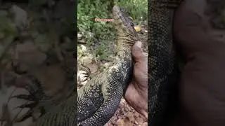 CARA MUDAH DAN AMAN MENANGKAP PREDATOR