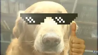 Lu anima a Pepe 🐶