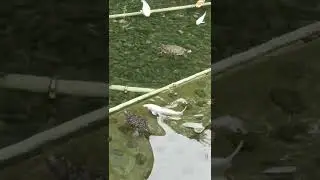 Beautiful Fish Pond