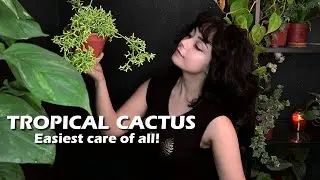 🌵 Rhipsalis Cereuscula Plant Care Guide 🪴