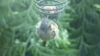 Moulting blue tit with bald head / Mausernde Blaumeise mit Glatze