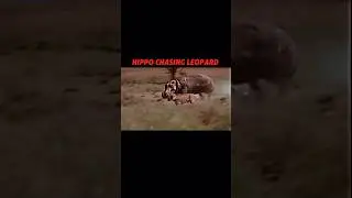 Hippo vs leopard 