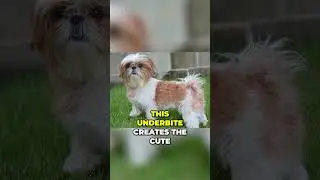 Meet the Chrysanthemum Dog - The Loving Shih Tzu