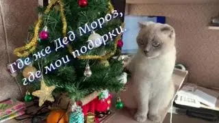 Где же Дед Мороз