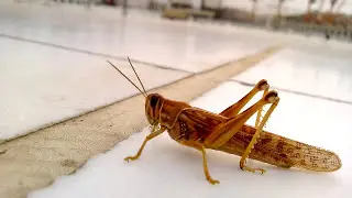 Locust by Lumia 920 جرادة - تصوير لوميا