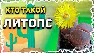 Литопсы. Уход за Литопсами. Что такое Lithops?