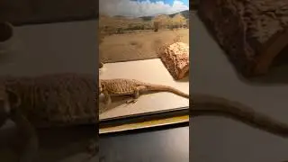 Bearded Dragon Eats Mealworms